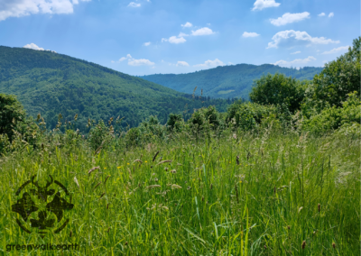 Słoneczna łąka w górach greenwalk.earth ratuje zwierzęta