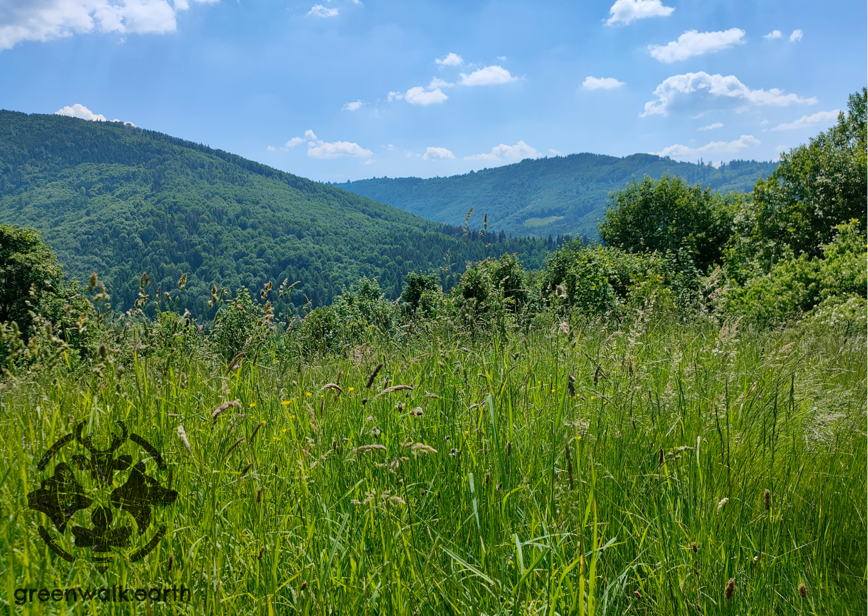 Słoneczna łąka w górach
greenwalk.earth
ratuje zwierzęta
blog ekologiczny